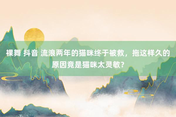裸舞 抖音 流浪两年的猫咪终于被救，拖这样久的原因竟是猫咪太灵敏？